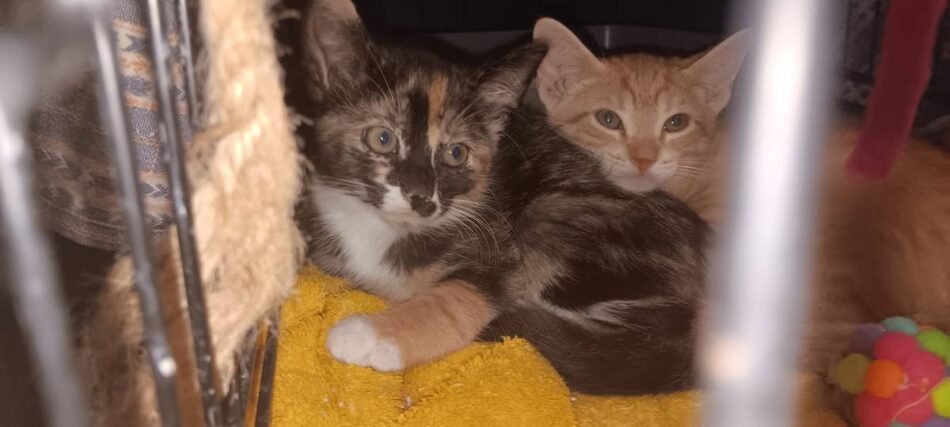 Mixed Breed Cat